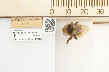 Media type: image;   Entomology 810800 Aspect: labels